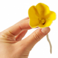 Buttercup Appeal